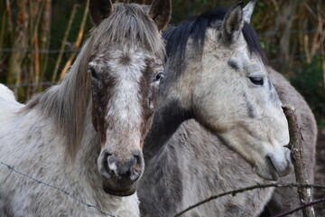 Chevaux au pré	