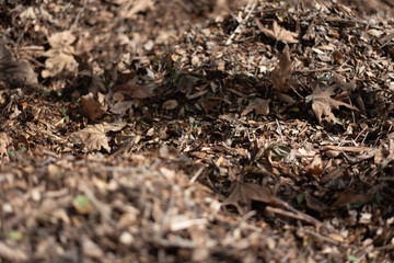 Dry leaves form a thick layer of mulch covering the forest floor. Shallow depth of field brings some of the leaves, while leaving the backgorund and foreground defocused.