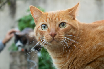 Naklejka na ściany i meble Gordo gato laranja em área aberta encima do mudo no quintal de casa
