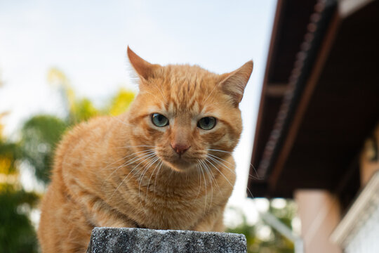 Gordo gato laranja em área aberta encima do mudo no quintal de casa