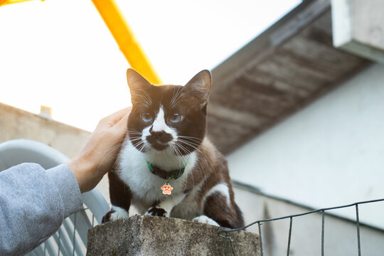 Gato de cor misa recebendo carinho, no topo de um muro, gato filhote de bigode