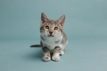 A cute gray and white kitten adopted and on a light blue studio background