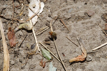 The Colorado potato beetle crawls on ground. On a summer day, a pest insect crawls along the ground. The beetle has a yellow back with long black stripes, an orange head and shoulders with black dots.