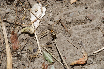 The Colorado potato beetle crawls on ground. On a summer day, a pest insect crawls along the...