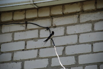 Swallow on a wire. A small bird, a swallow, sits on a black electrical wire hanging on the wall of the house. She has a black back and wings, a white chest and belly. The bird sits and looks for food.