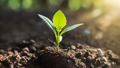 Fresh green sprout with the sunset. Growing seedling in agricultural farm field. New life concept