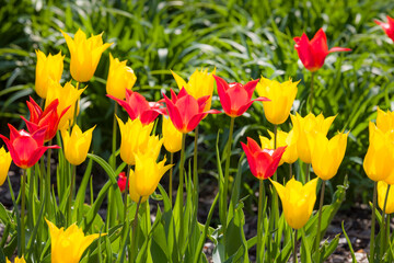 Yellow and red fluted lily tulips in a garden flowerbed, UK