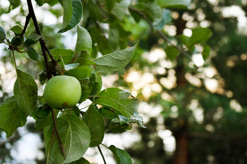 Obraz premium green apple on tree
