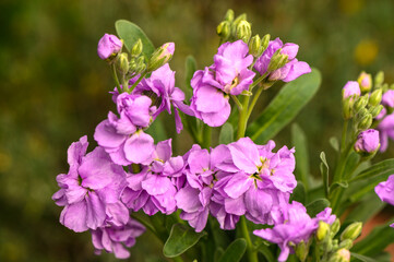 Fototapeta premium red tropical flowers in winter in cyprus 2