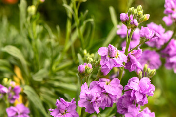 red tropical flowers in winter in cyprus 1