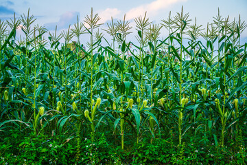 Corn field green grass with field cornfield or in Asia country agriculture harvest with fluffy clouds blue sky sunset background.