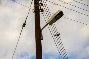pigeon sitting on electric wires on a pole in the village 1