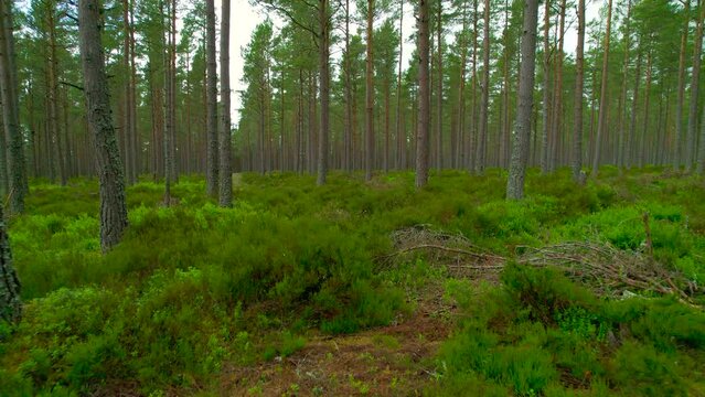 Fairy pine forest with lush green undergrowth in pristine Scottish wilderness. View of numerous conifer trunks overgrown with lichens. Stunning nature in beautiful Cairngorms National Park in Scotland