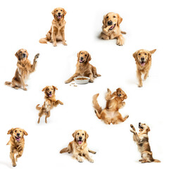 Set of ten different photos of the same Golden Retriever purebred dog in various poses and positions. Isolated on a white background.