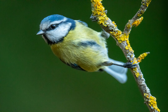 A Cyanistes caeruleus, also known as the Blue Tit, clings to a lichen-coated branch