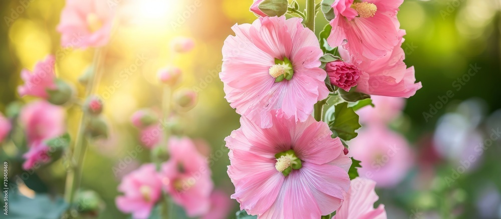 Wall mural Rosea hollyhock with a pink hue in the garden.