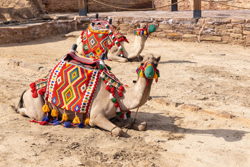 Camels in colorful blankets at a desert oasis.