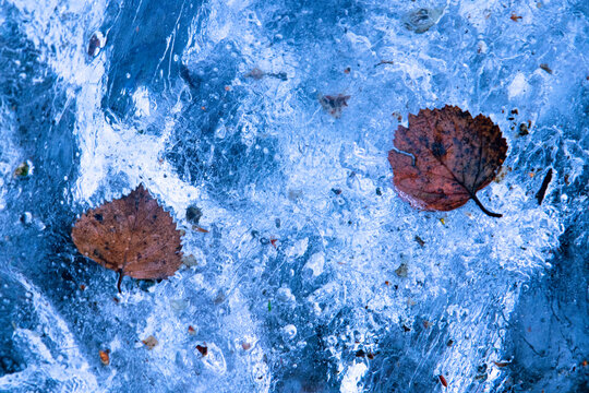 Frozen leaves embedded in clear blue ice