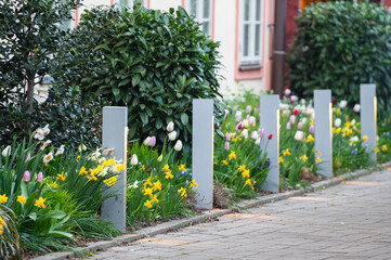 Tulips in the Garden at Prague
- 730458878