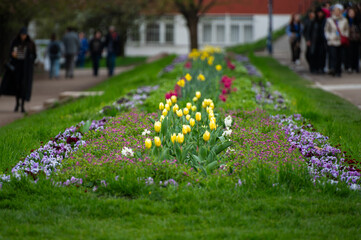 Tulips in the Garden at Prague
- 730459270