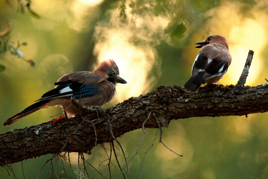 Jay and chaffinch perched on a tree branch at dusk