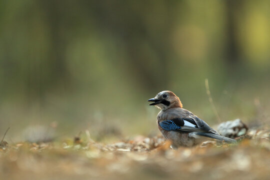 Serene Jay in its natural forest habitat