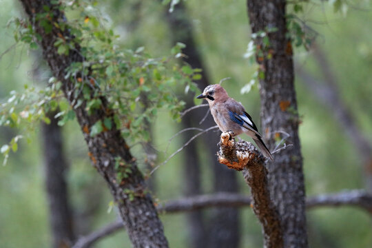 Eurasian jay perched on a lichen-covered branch in forest