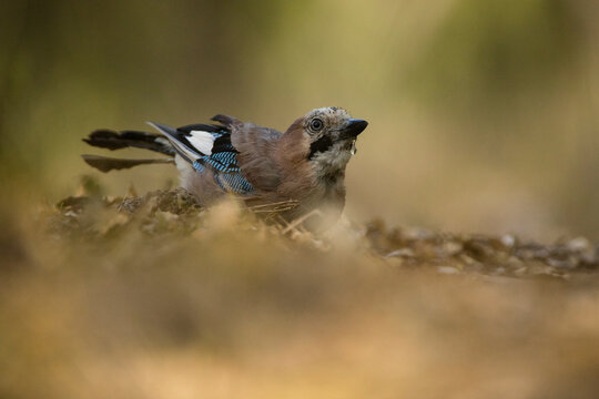 Juvenile Eurasian Jay in natural habitat