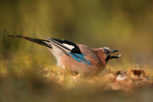 A Eurasian jay, biologically named Garrulus glandarius, is seen holding an acorn with its beak amidst a natural background