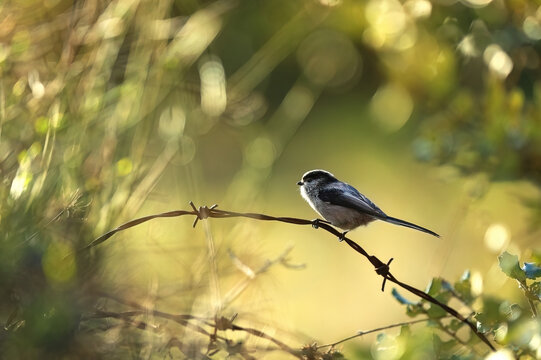 Mito perched on a branch in natural backlight