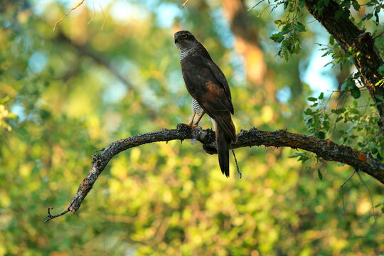 Azor male perched on a branch in natural habitat