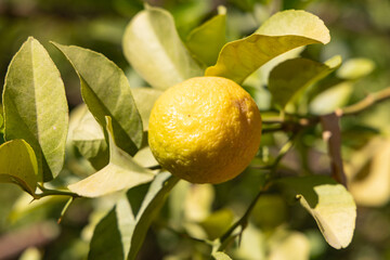 Lemon tree on a desert farm in Al-Disah.