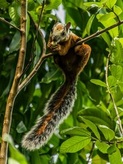squirrel on a tree branch eating a nut