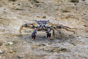 Crab on sandy Aruba beach, facing the camera. Pincers held in front. 

