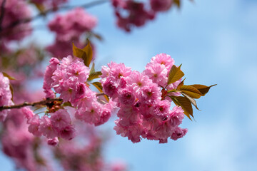 sakura bloom, Japanese cherry, spring tree flowers, spring blossom, Prunus serrulata
