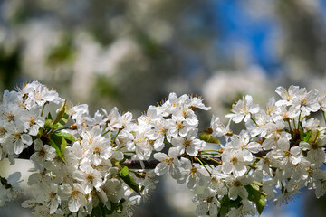 wild cherry branch in bloom, wild cherry, spring time, Prunus avium