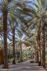 Middle East, Saudi Arabia, Medina, Al-Ula. Palm trees at the Daimumah Oasis