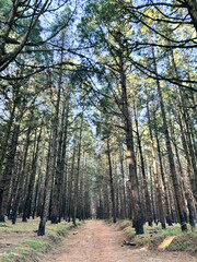 Woods forest natural national park scenic background with high trees and nature. Outdoors. Green environment  concept. Weekend destination. Travel scenery places.
