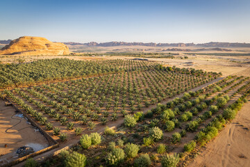 Date palm farm in the Saudi Arabian desert, seen from a hot air balloon.