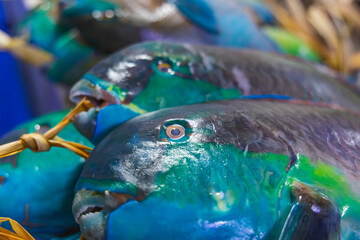 Colorful fresh fish at a market in Medina.