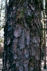 Forest park woods trees in the sunlight. Woods forest natural national park scenic background with high trees and nature. Outdoors. Green environment  concept. Weekend destination. Travel