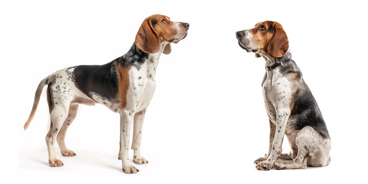 Dog American English Coonhound