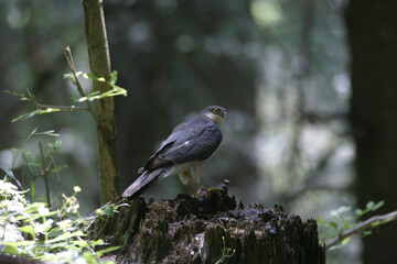 Sparrowhawk (Accipiter nisus) Sparviero