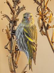 Siskin eating during wintertime