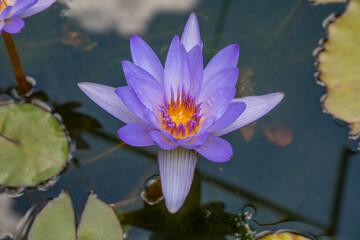 top view of beautiful violet lotus flower (water lily)with green leaves in pond violet lotus flowers blooming
