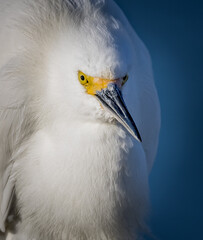 Portrait of a great egret all puffed up during breeding season