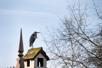 Grey heron perched on a roof on a sunny winter afternoon