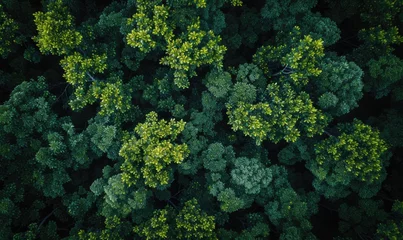 Foto op Aluminium Top view of green trees in the forest. View from above. © TheoTheWizard