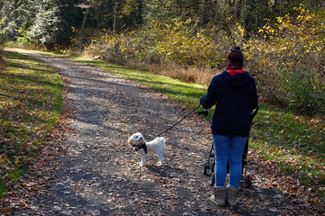 Fashionable older woman wearing a scarf and sweatshirt on a asphalt path walking three dogs