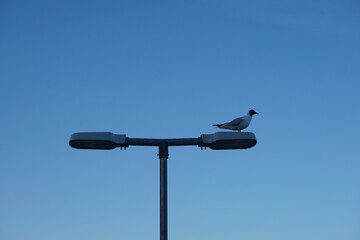 Low angle view of bird perching on street light against clear blue sky - Powered by Adobe